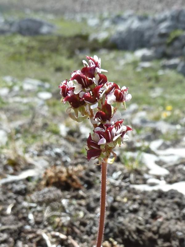 Saxifraga occidentalis | Forum topic | North American Rock Garden Society